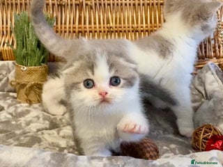 Scottish Fold cats 🧸😻CHAMPION LINE TICA ACTIVE SCOTTISH/BSH😻🧸 - Advert 4