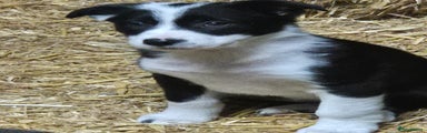 Border Collie Puppy 3