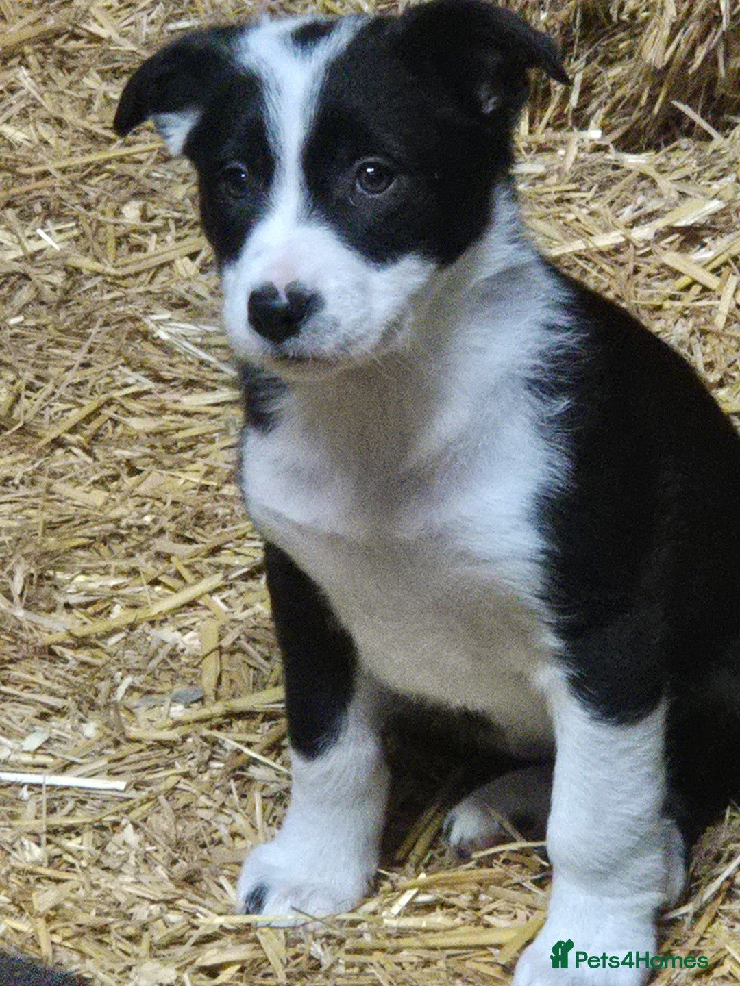 Border Collie dogs for sale: Beautiful border collie pups needing homes - Advert 11