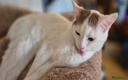 British Shorthair cats for sale: 1 boy left!! Full vaccinated BSH kittens  - Image 30