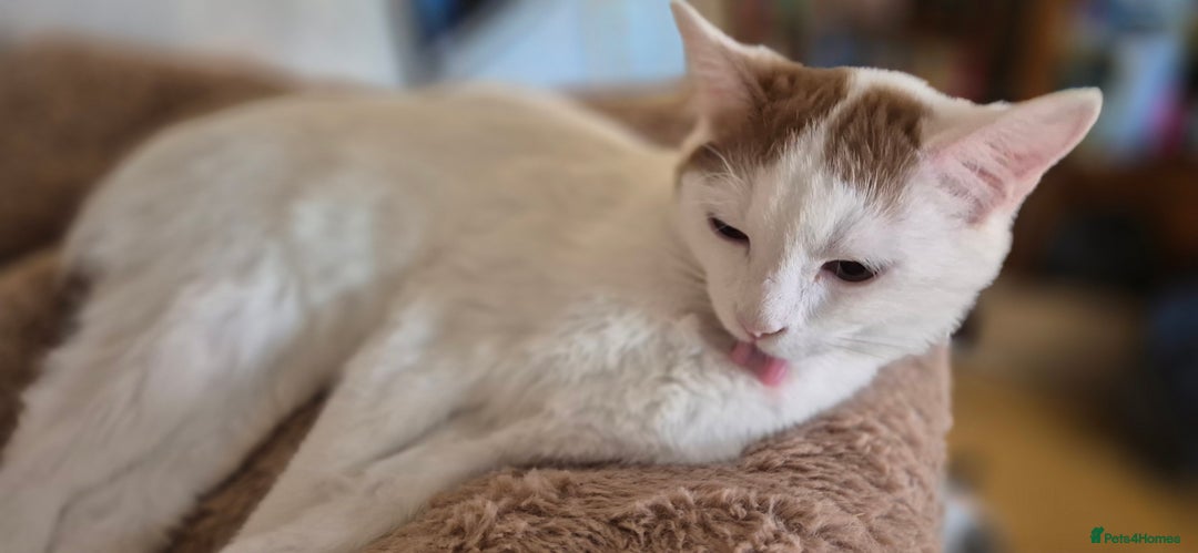 British Shorthair cats for sale: 1 boy left!! Full vaccinated BSH kittens  - Image 30