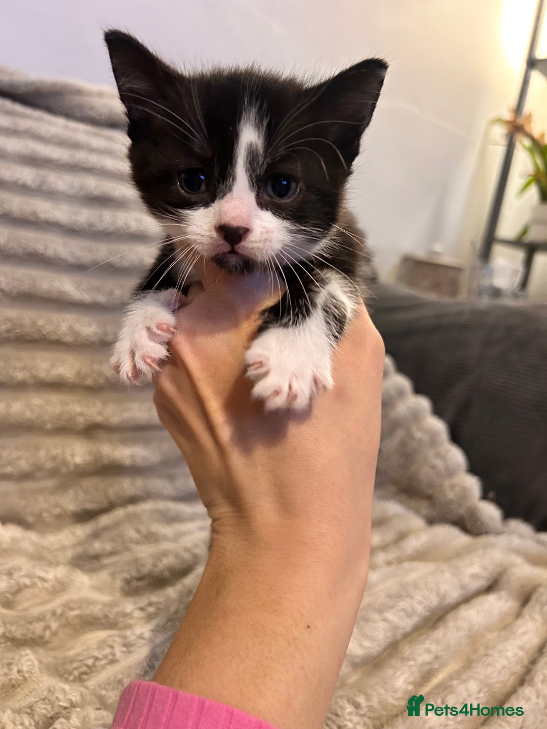 Mixed Breed cats for sale: 3 kittens for sale  - Advert 2