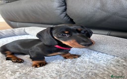 Miniature Dachshund dogs for sale: miniature Dachshund  - Advert 12
