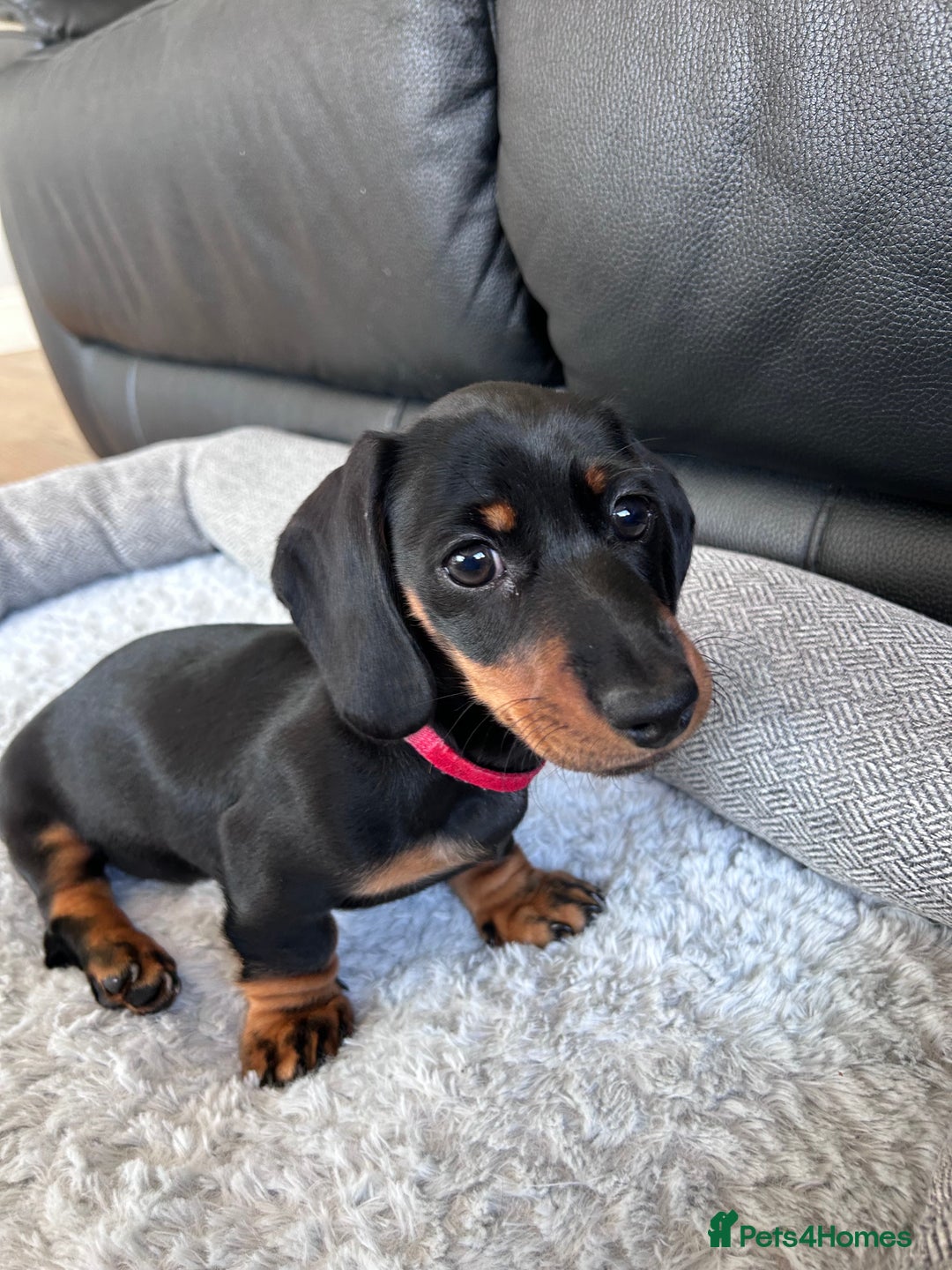 Miniature Dachshund dogs for sale: miniature Dachshund  - Advert 12