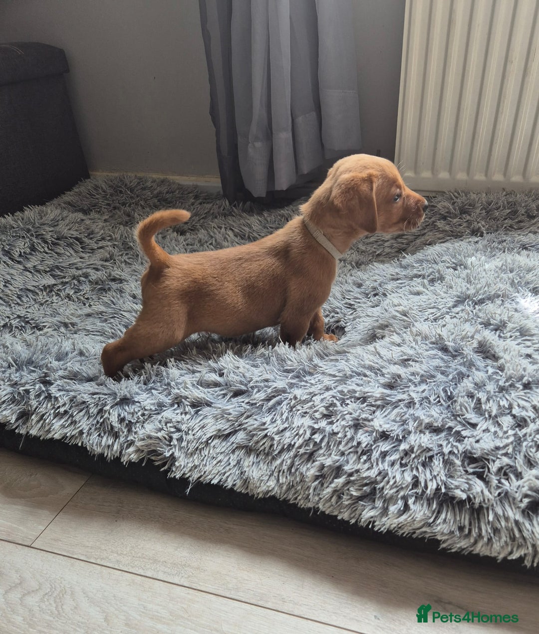 Labrador Retriever dogs for sale: Top quality KC registered labrador pups  - Image 15