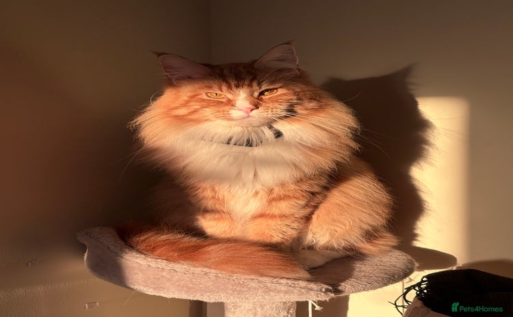 Maine Coon cats - Advert 2