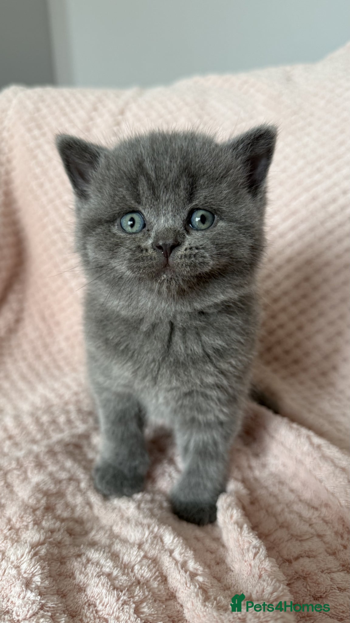 British Shorthair cats for sale: Gorgeous GCCF Reg British Blue Shorthair Kittens - Advert 6
