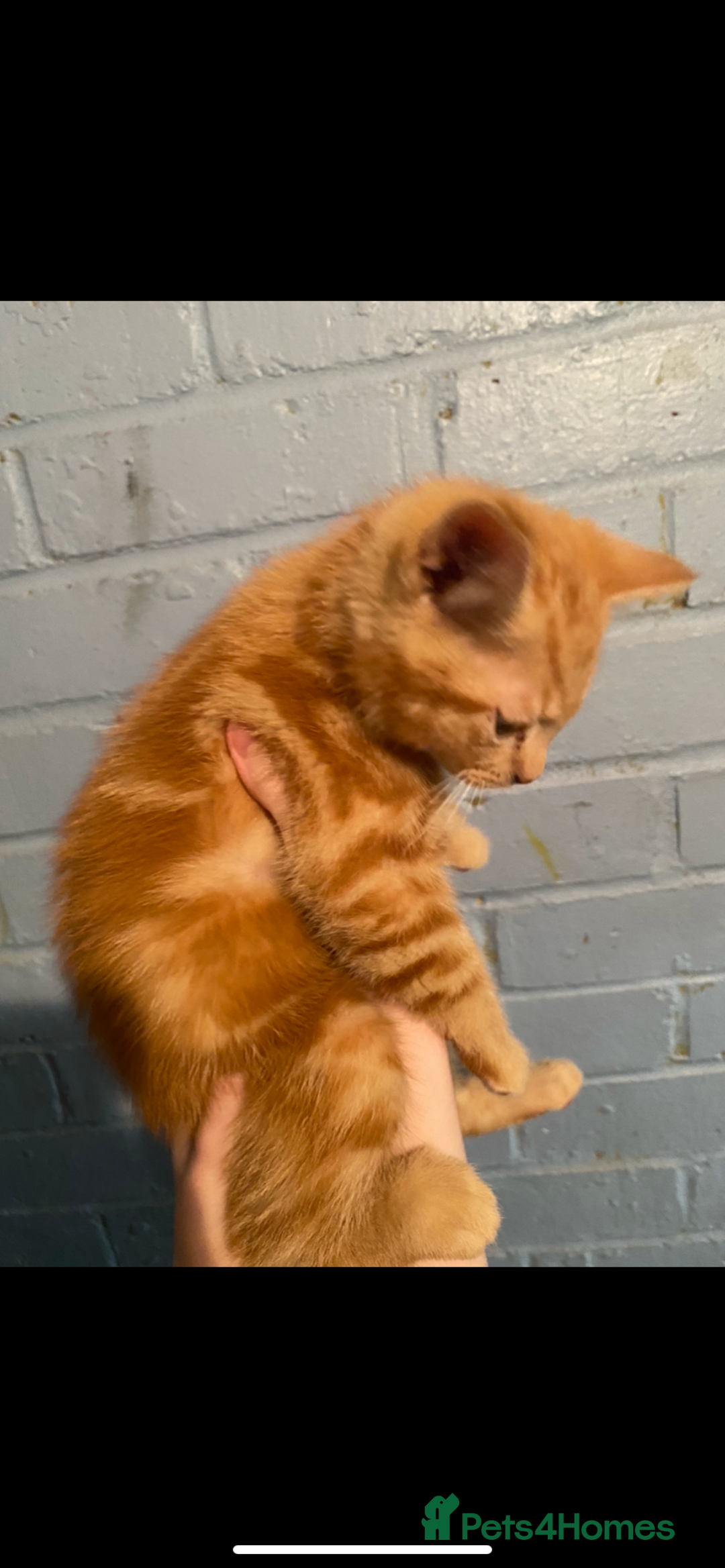British Shorthair cats for sale: Stunning kitten boy £180  - Image 6