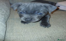 Staffordshire Bull Terrier dogs for sale:  KC Staffordshire Bull terriers - Image 23