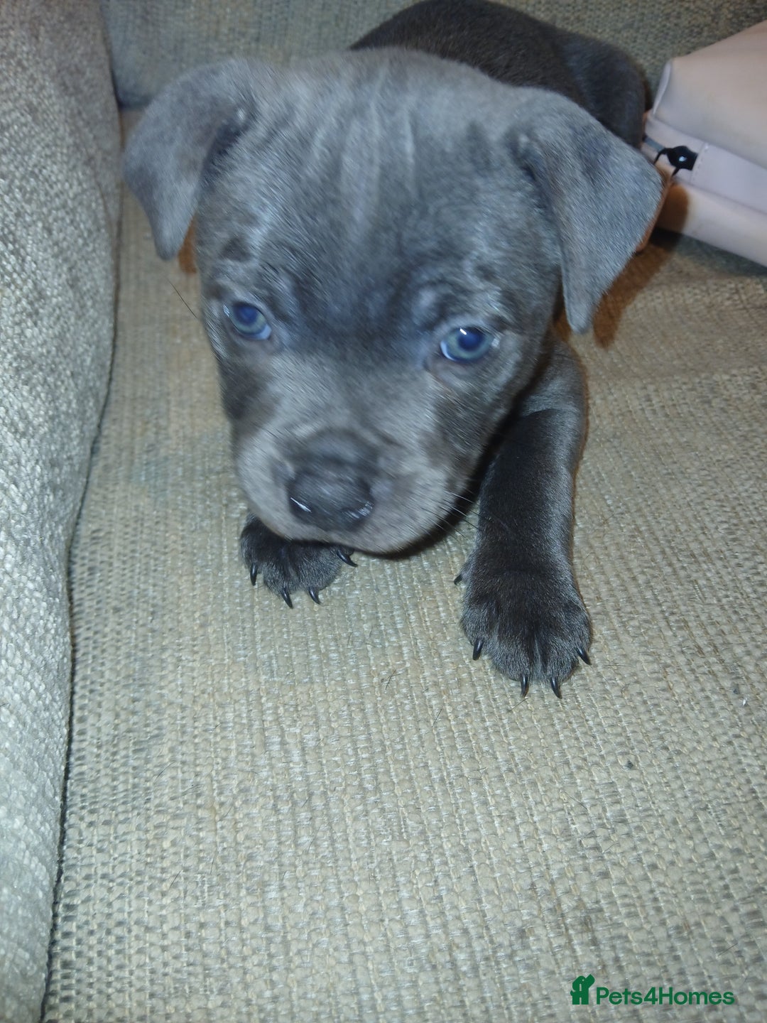 Staffordshire Bull Terrier dogs for sale:  KC Staffordshire Bull terriers - Image 23