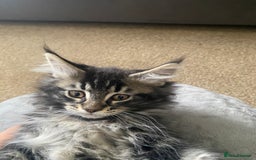 Maine Coon cats for sale: Ready Now  - Image 2