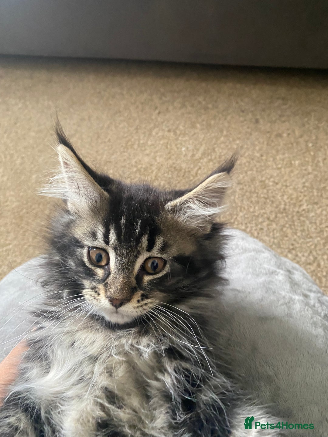 Maine Coon cats for sale: Ready Now  - Image 2