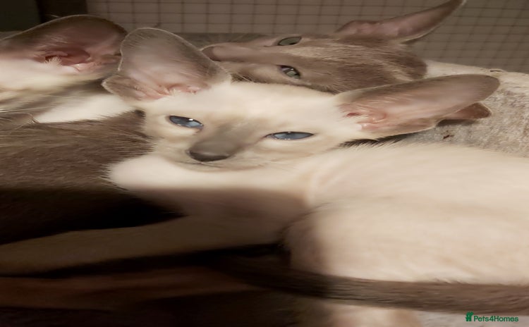 Oriental cats - Advert 3