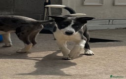 Mixed Breed dogs for sale: Border Whippets Puppies  - Image 6