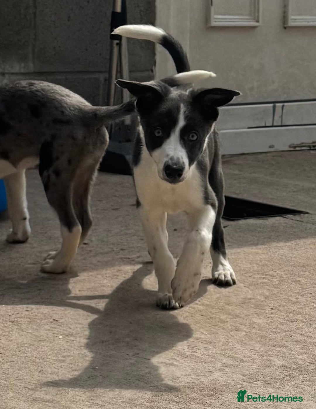 Mixed Breed dogs for sale: Border Whippets Puppies  - Image 6