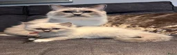 Ragdoll cats for sale: Ragdoll girl  - Advert 1