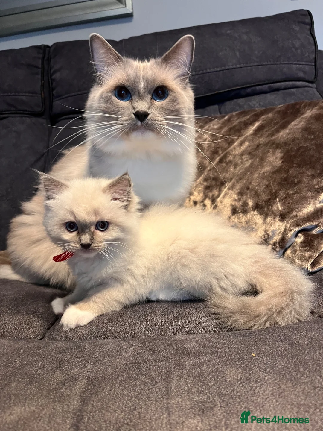 Ragdoll cats for sale: Ragdoll girl  - Advert 1