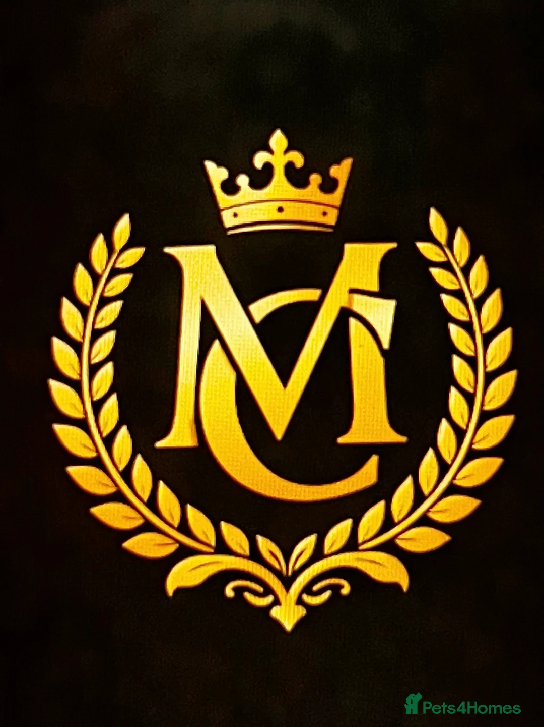 Cane Corso dogs for sale: Cane corsos full pedigree only 4 left - Advert 2