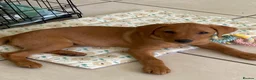 Labrador Retriever dogs for sale: KC Reg Fox Red Lab Puppy, Health Tested Parents in Street - Advert 3