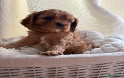 Cavalier King Charles Spaniel dogs for sale: ONE RUBY BOY LEFT Cavalier King Charles  - Image 30