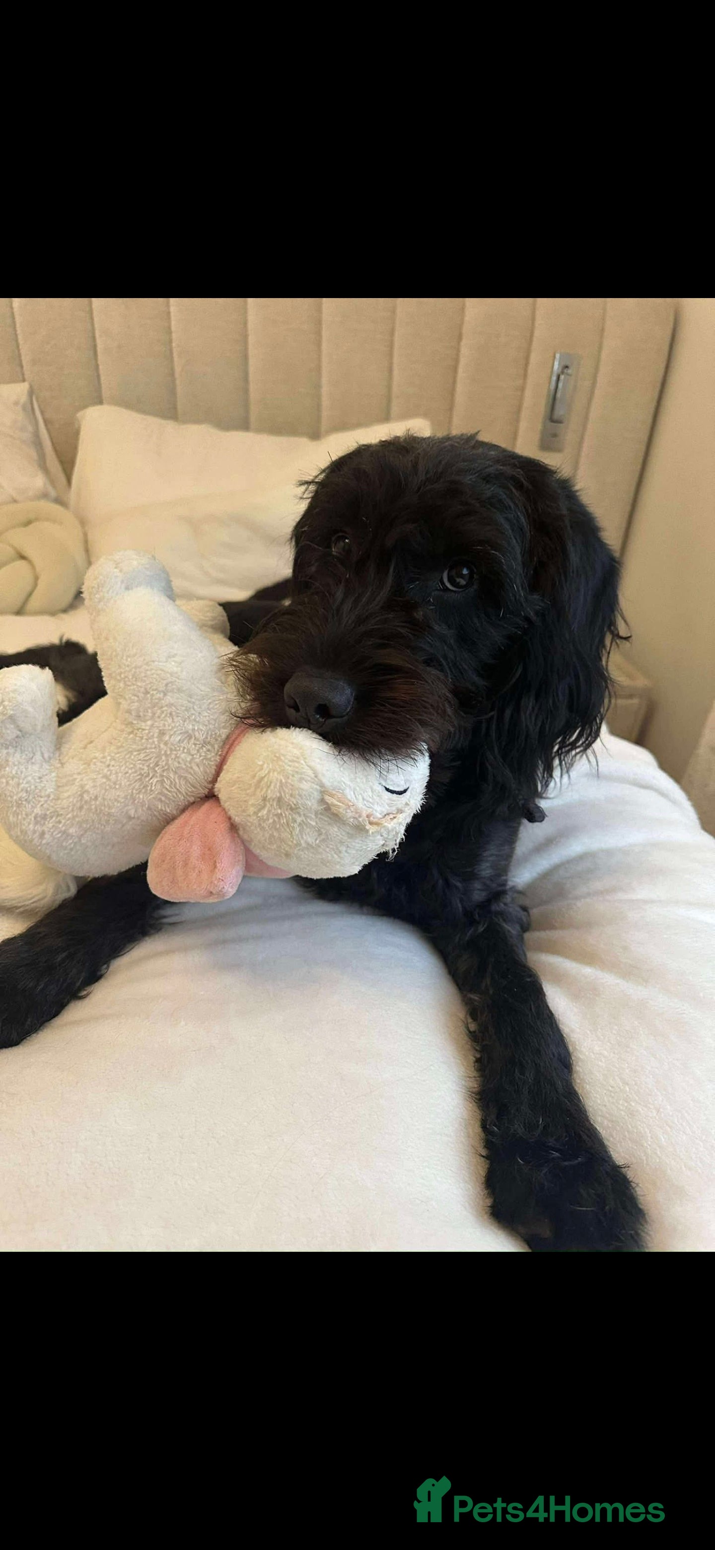 Labradoodle dogs Sweet boy for Rehoming - Advert 4