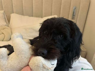 Labradoodle dogs Sweet boy for Rehoming - Advert 4