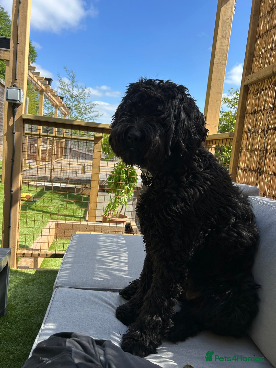 Goldendoodle dogs for sale: Gorgeous Goldendoodle Puppies Multi Generation F3  - Advert 1