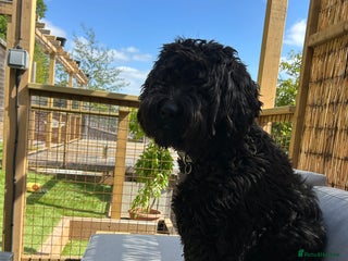 Goldendoodle dogs Gorgeous Goldendoodle Puppies Multi Generation F3 - Advert 2