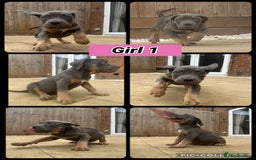 Cane Corso dogs for sale: Cane Corso, Italian mastiff pups  - Image 2