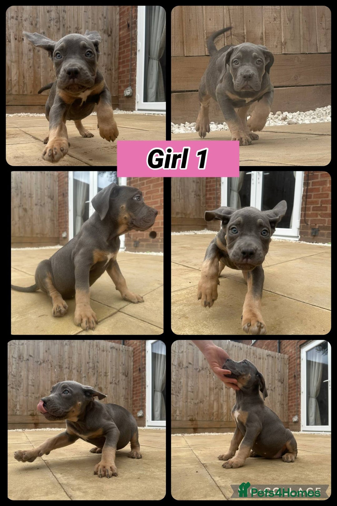 Cane Corso dogs for sale: Cane Corso, Italian mastiff pups  - Image 2
