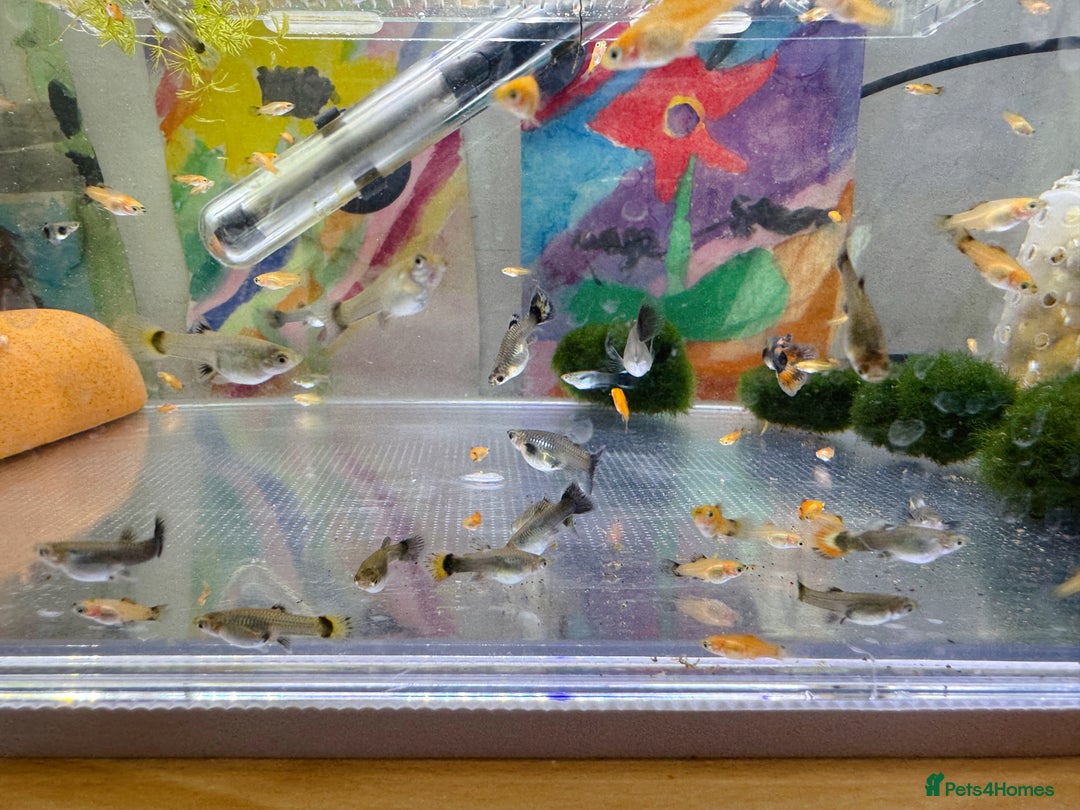 Platies fish for sale: Small platys and Guppys for sale £1 each-Fish only in Bromley - Image 7