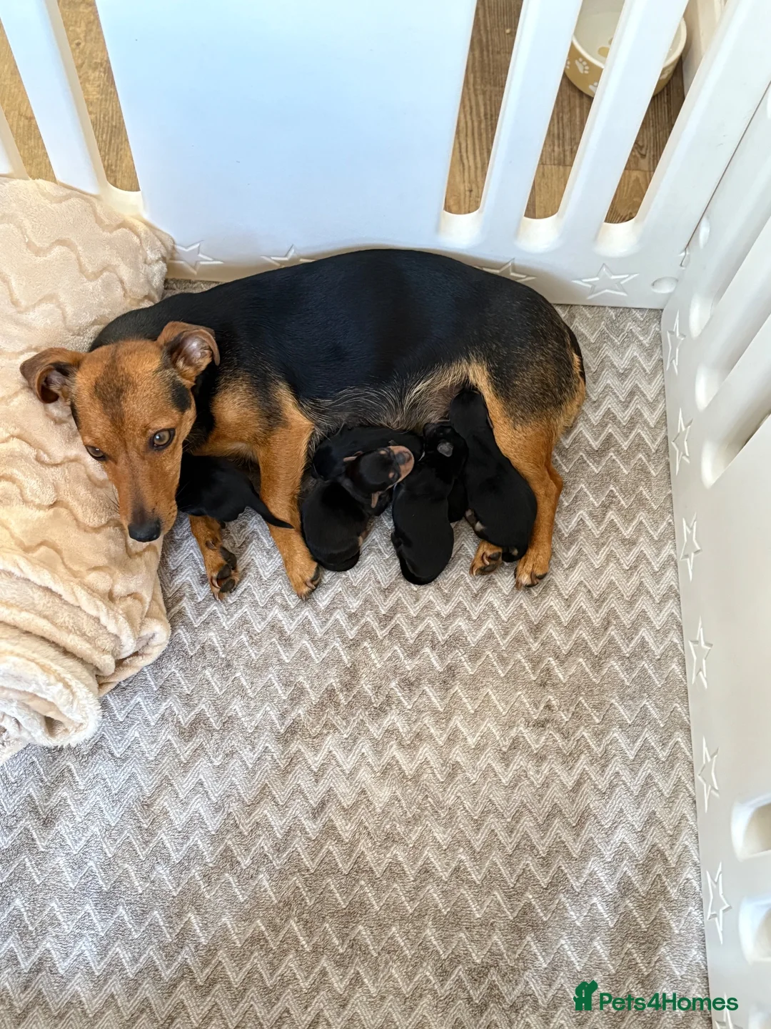Jack Russell dogs for sale: JACK RUSSEL PUPPIES  in Hertford - Advert 14