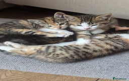 Mixed Breed cats for sale: Mixed Breed Kittens  - Image 1