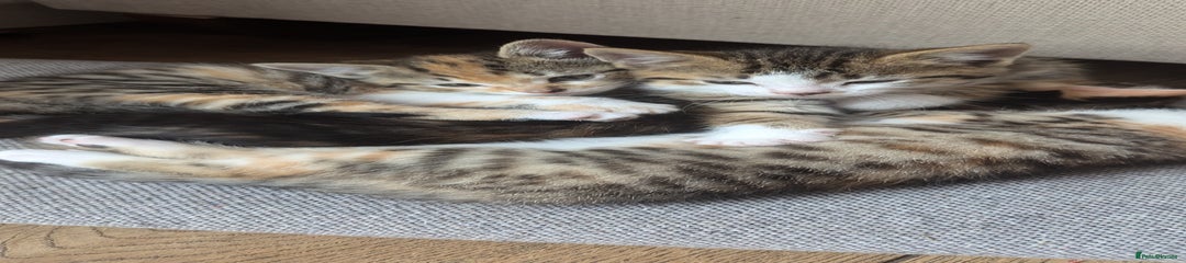 Mixed Breed Kitten 5