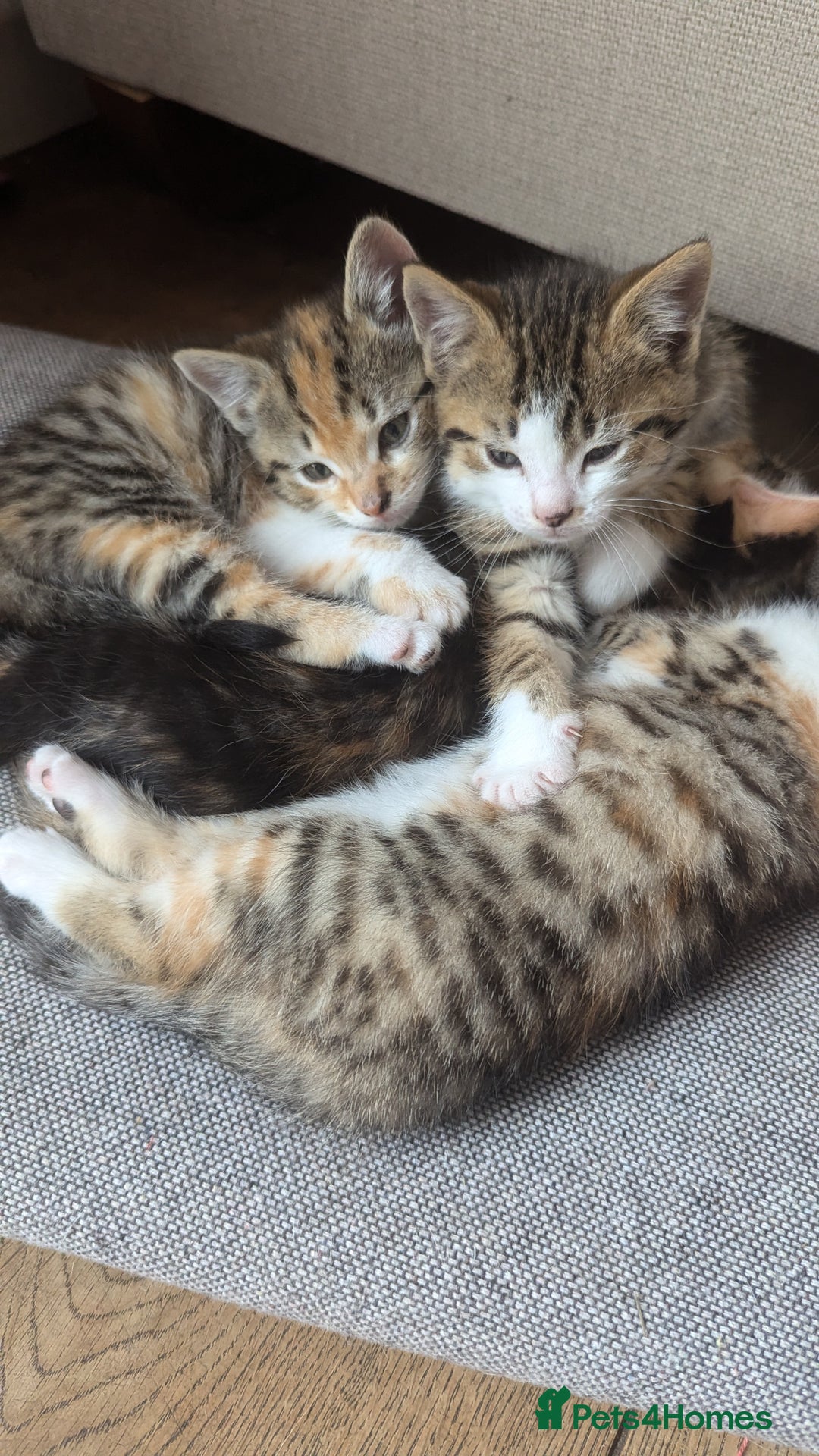Mixed Breed cats for sale: Mixed Breed Kittens  - Image 1
