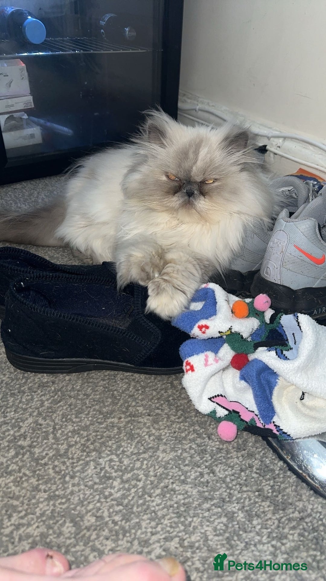 Persian cats for sale: 2 female Persian sisters  - Image 4
