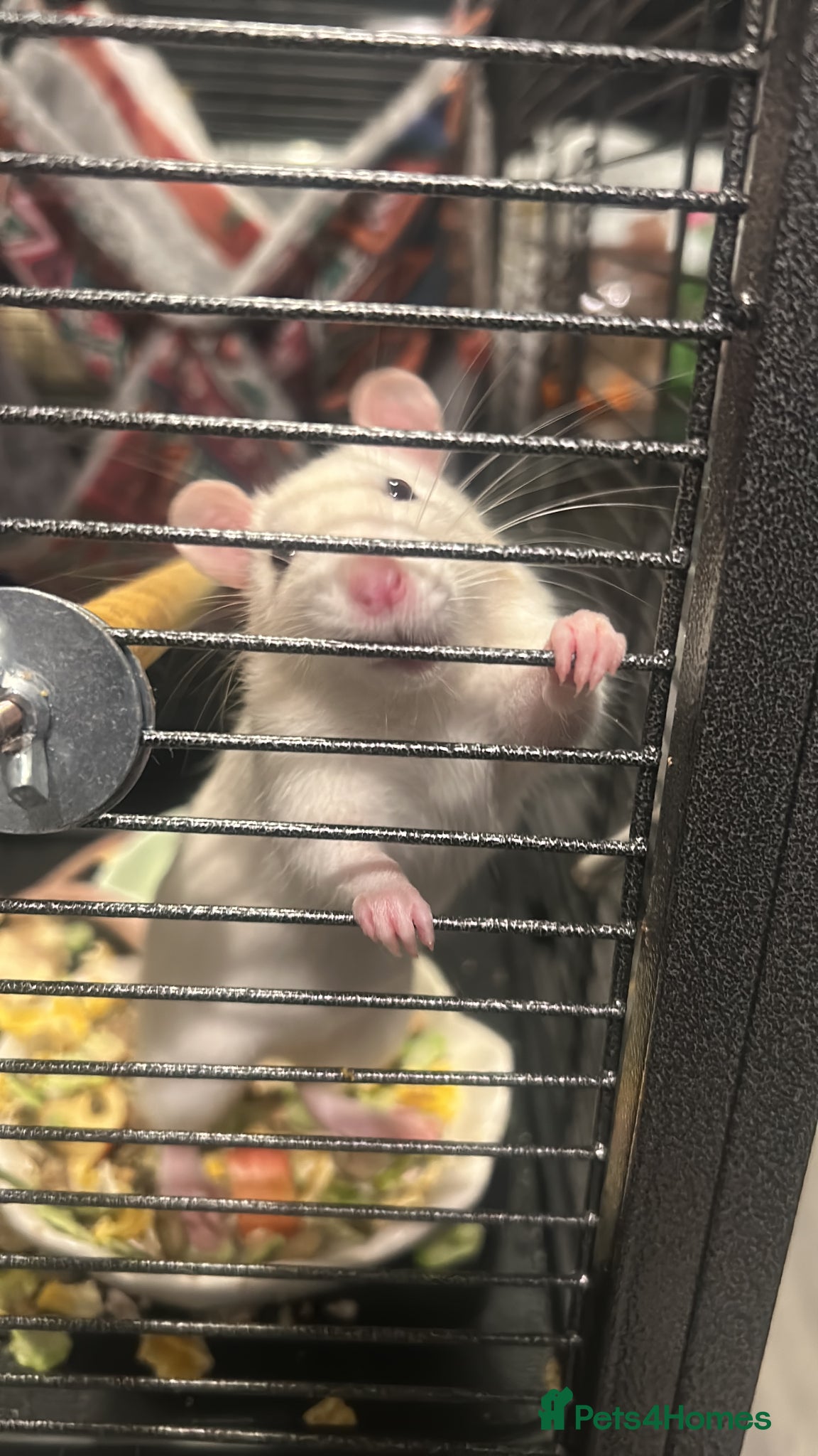 Rat rodents for sale: 3 female rats cage and accessories  in Exeter - Advert 6