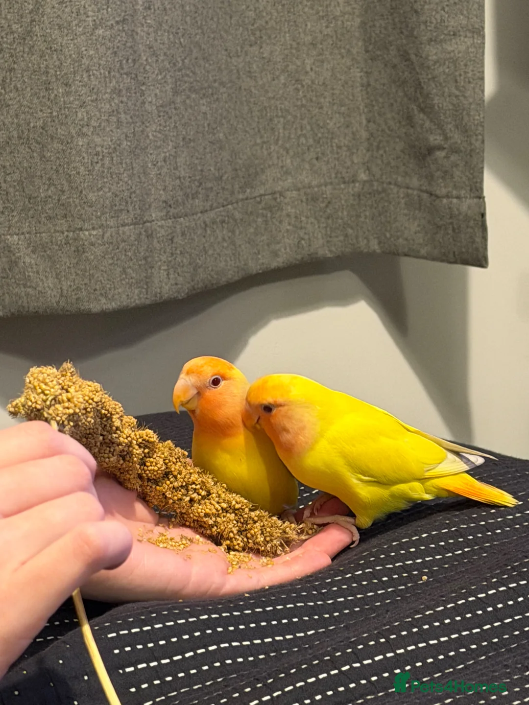 Lovebirds birds for sale: Hand-reared lovebird - Advert 2