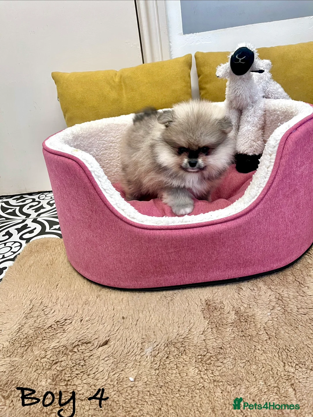 Pomeranian dogs for sale: Top Quality 🐻 Teddy Bears  - Advert 22