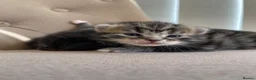 Persian cats for sale: Adorable Kittens for Sale - Advert 11