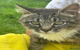 Mixed Breed cats for sale: kittens looking for their forever home - Image 6
