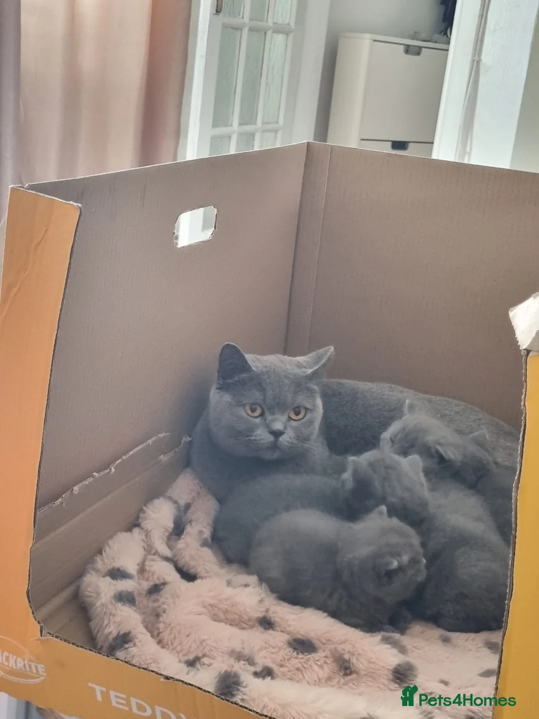 British Shorthair cats for sale: Adorable 100% British Shorthair Kittens - Advert 2
