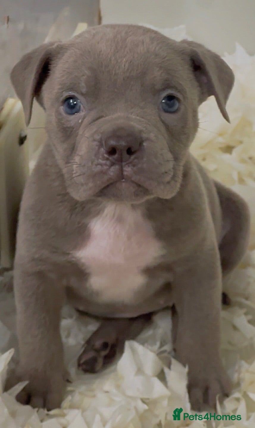 Olde English Bulldogge dogs 23 years 5⭐️LICENSED & REGISTERED, UK NO1  - Advert 12