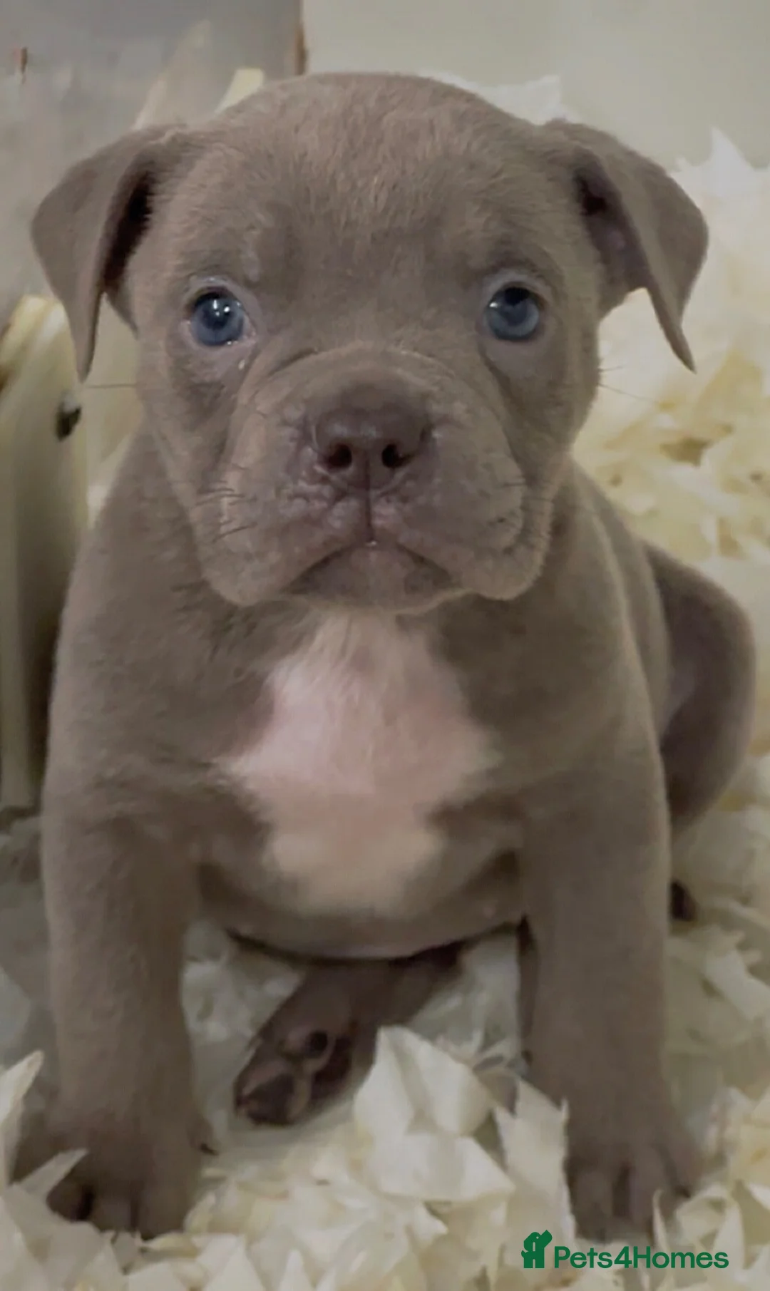 Olde English Bulldogge dogs for sale: 23 years 5⭐️LICENSED & REGISTERED, UK NO1  - Advert 1