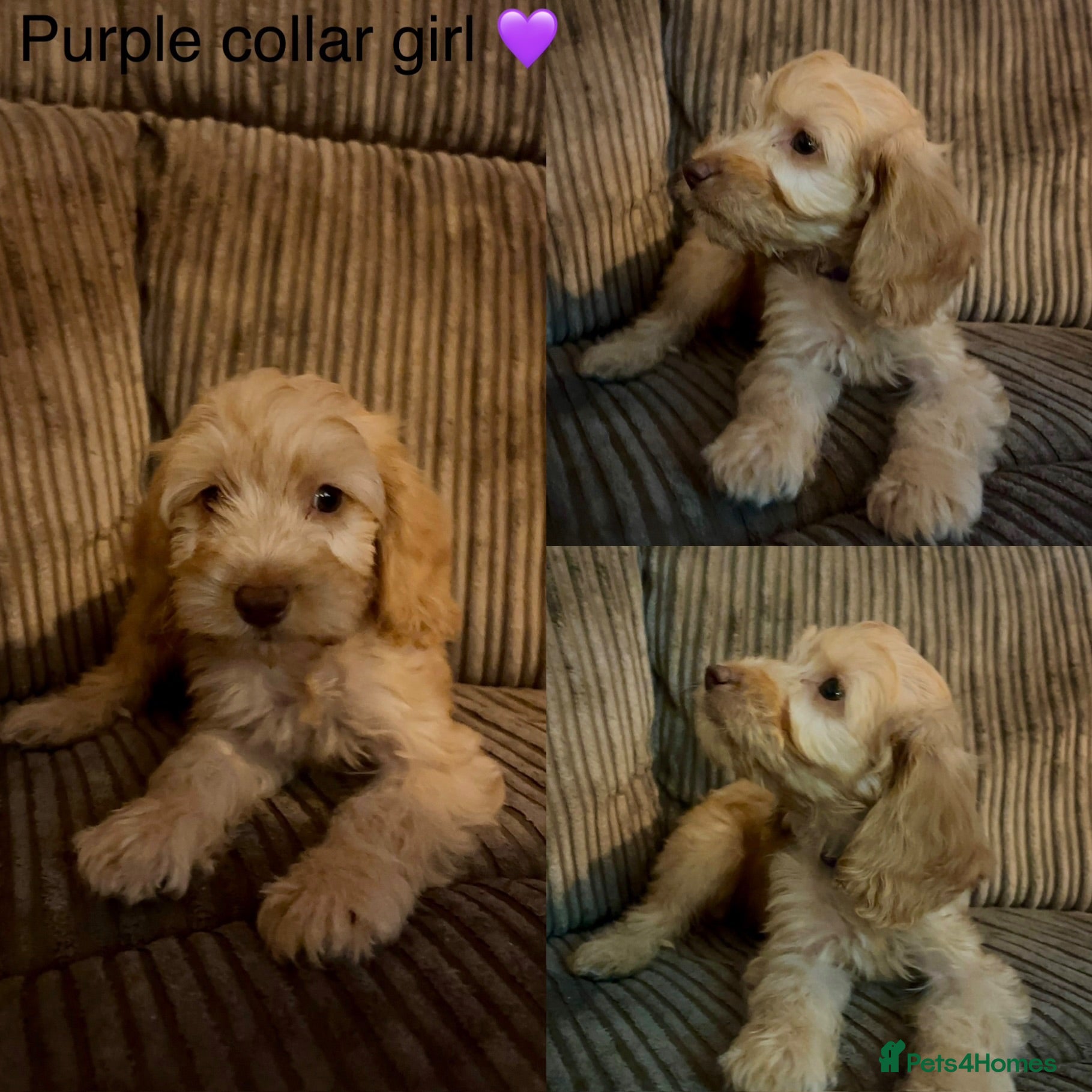 Cockapoo dogs *REDUCED* READY NOW - 3 left - cockapoo puppies - Advert 2