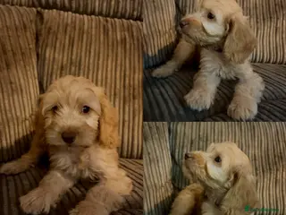 Cockapoo dogs *REDUCED* READY NOW - 3 left - cockapoo puppies - Advert 2