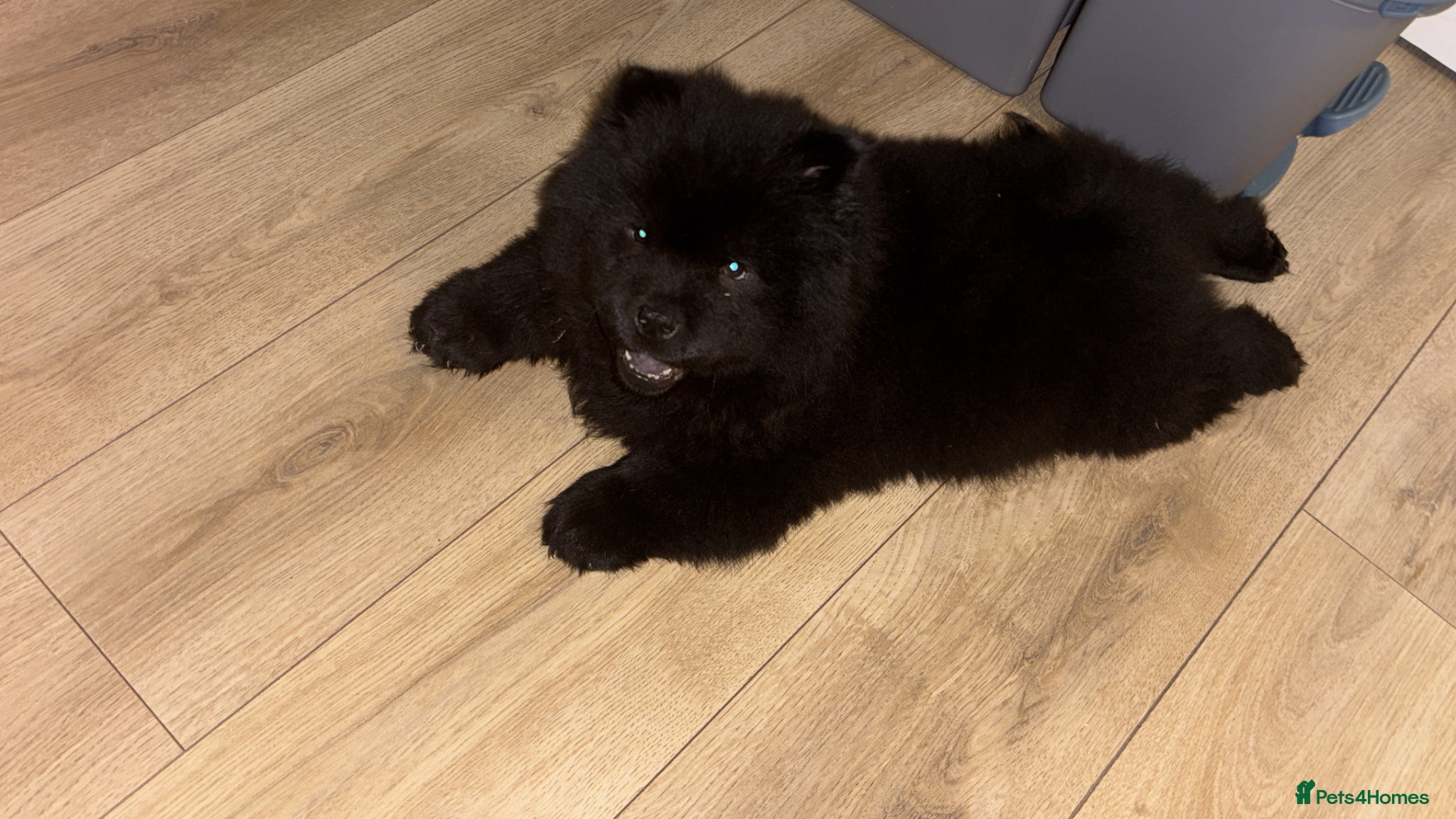 Chow Chow dogs Chow chow puppy  - Advert 18