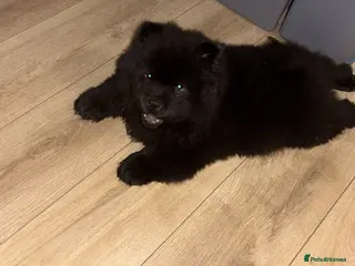 Chow Chow dogs Chow chow puppy - Advert 18