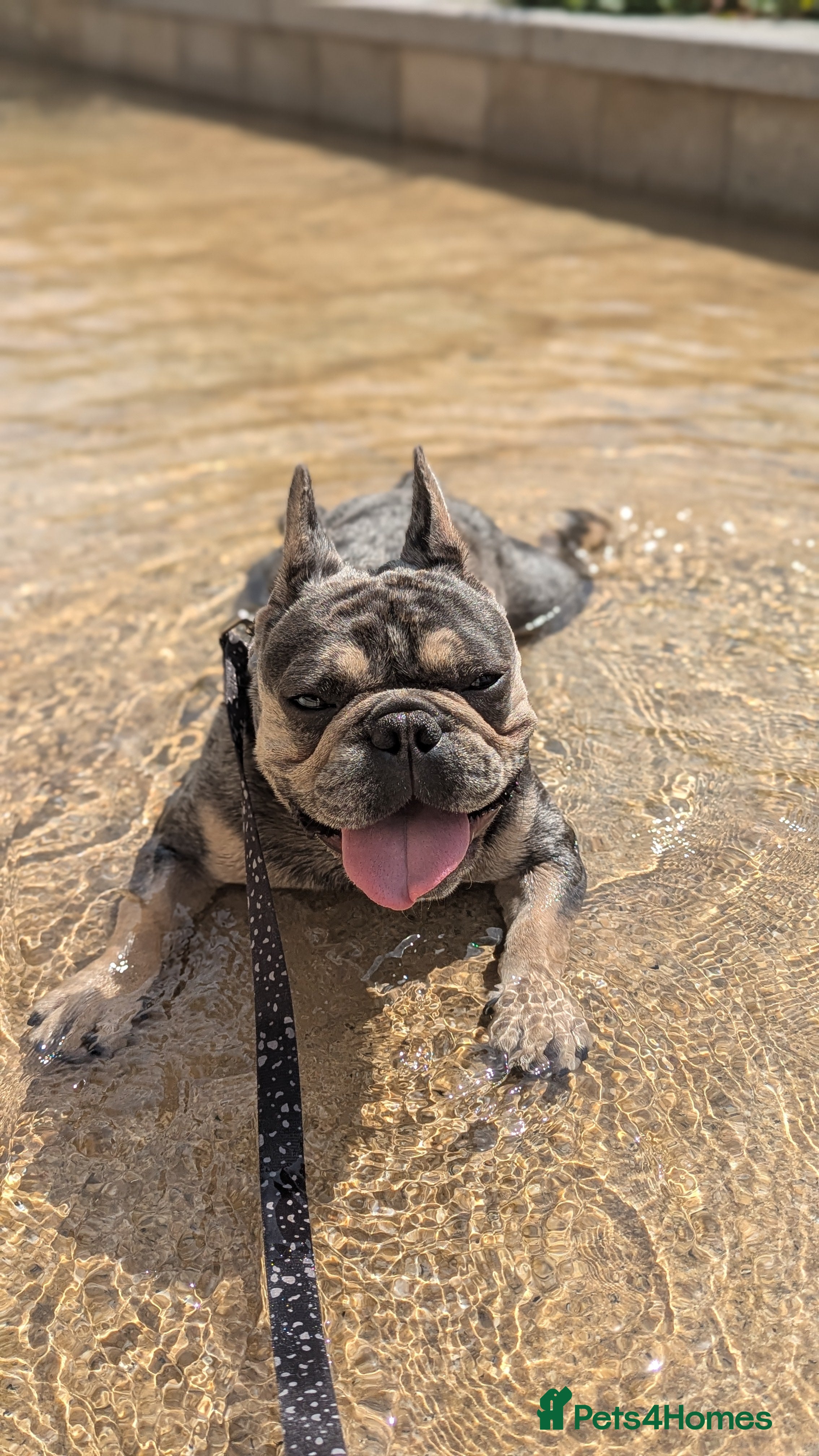 French Bulldog dogs Biscuit the KC REGISTERED French Bulldog Stud 💙🐶 - Advert 14