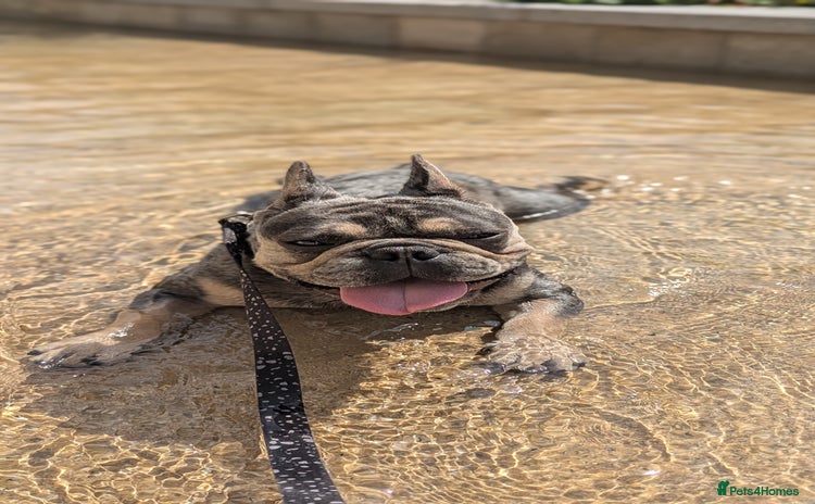 French Bulldog dogs - Advert 1